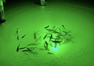 Submersible LED Fishing Light