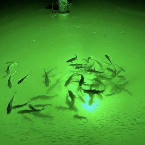 Submersible LED Fishing Light
